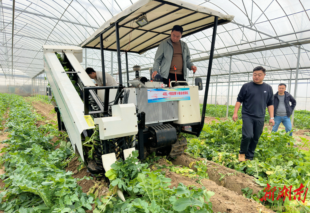 多快好省拔呀拔，湖南农大智造南方首台白萝卜收获机