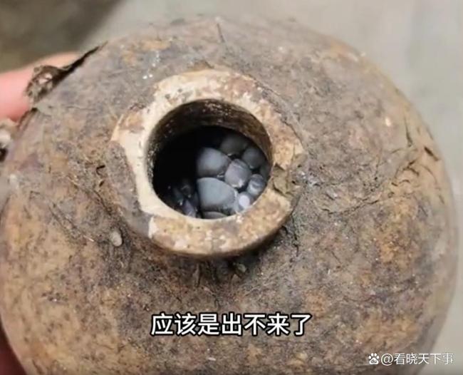 居民酒瓶中砸出过冬眼镜蛇 胆大男子徒手擒蛇